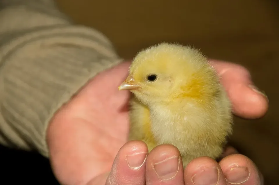 Baby Chick — Animal