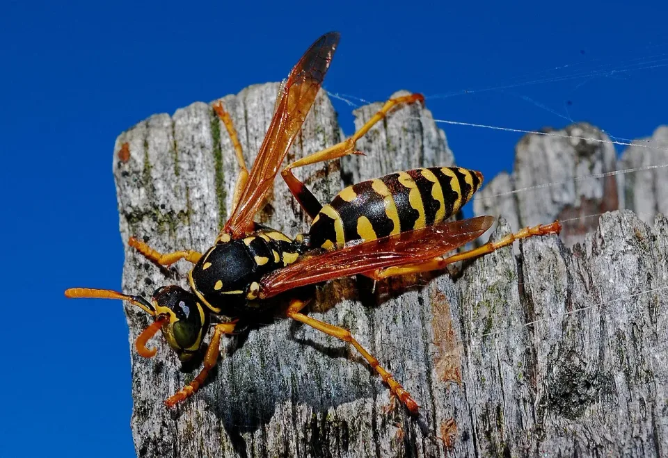 Paper Wasp — Pest Control