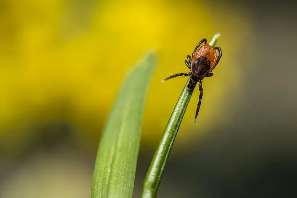 Tick — Pest Control