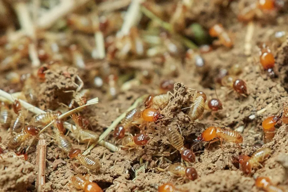 Worker Termites — Pest Control